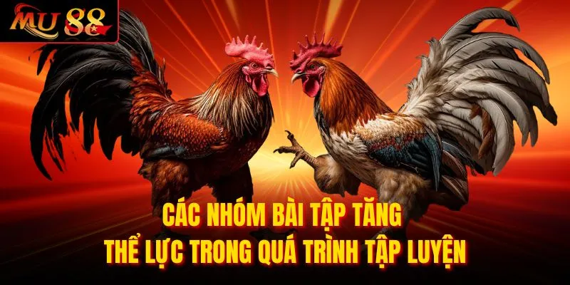 Các nhóm bài tập tăng thể lực trong quá trình tập luyện