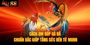 Cách Om Bóp Gà Đá