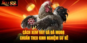 Cách Xem Vảy Gà Đá