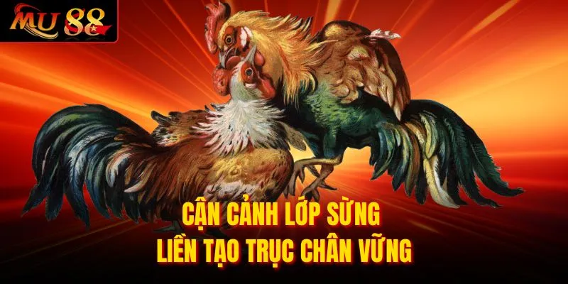 Cận cảnh lớp sừng liền tạo trục chân vững
