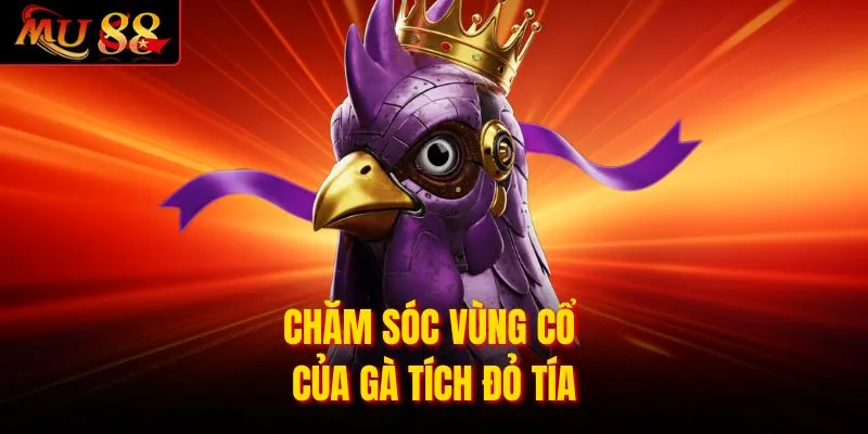 Chăm sóc vùng cổ của gà tích đỏ tía