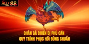 Chân Gà Chiến Bị Phù