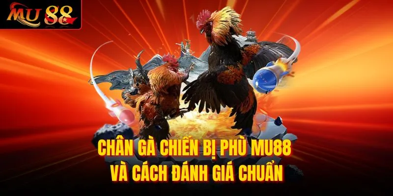 Chân gà chiến bị phù cần quy trình phục hồi đúng chuẩn