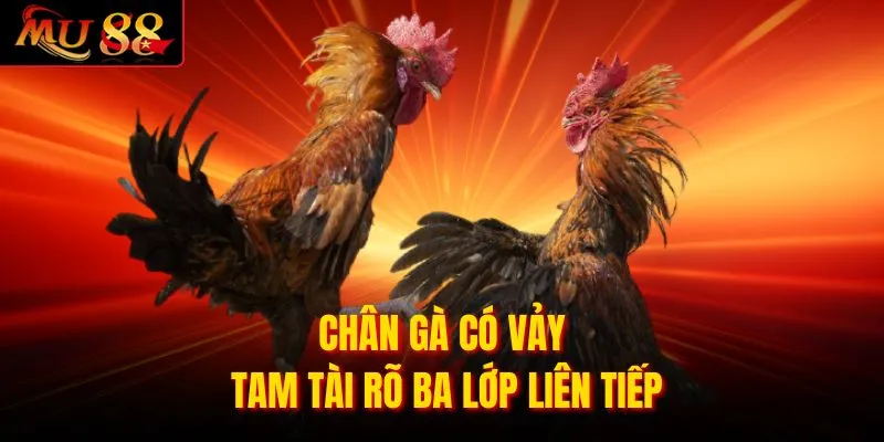 Chân gà có vảy tam tài rõ ba lớp liên tiếp