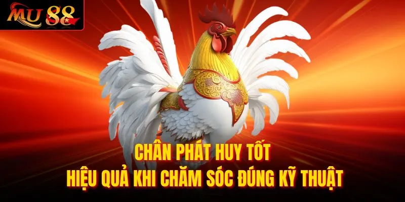 Chân phát huy tốt hiệu quả khi chăm sóc đúng kỹ thuật