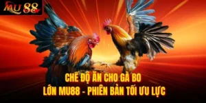 Chế độ ăn cho gà bo lớn