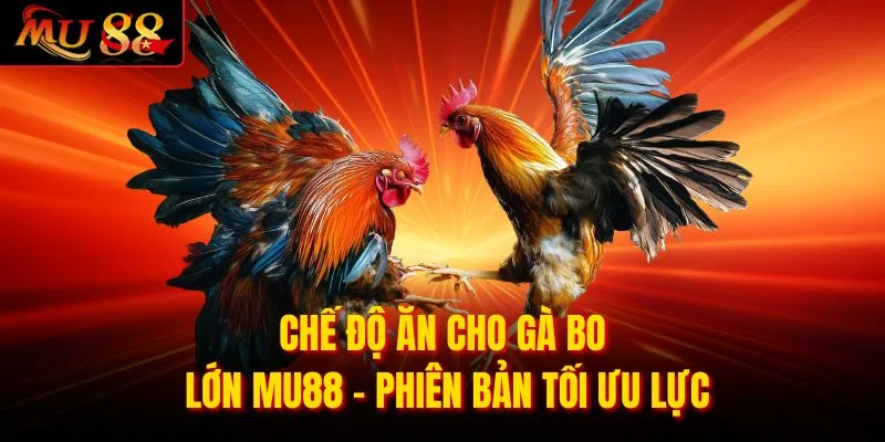 Chế độ ăn cho gà bo lớn