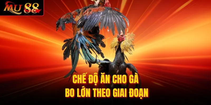 Chế độ ăn cho gà bo lớn theo giai đoạn