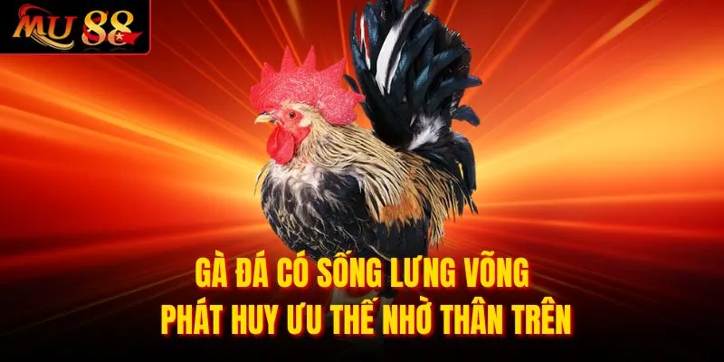 Gà đá có sống lưng võng phát huy ưu thế nhờ thân trên