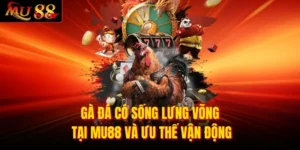 Gà Đá Có Sống Lưng Võng