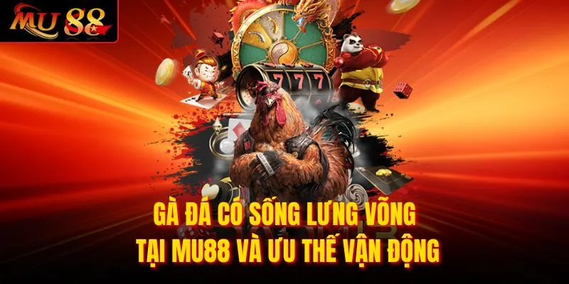 Gà Đá Có Sống Lưng Võng