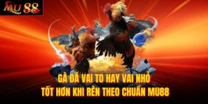 Gà Đá Vai To Hay Vai Nhỏ Tốt Hơn