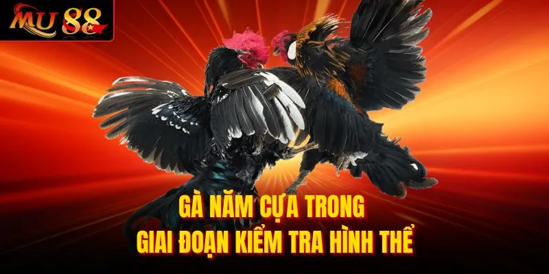 Gà năm cựa trong giai đoạn kiểm tra hình thể