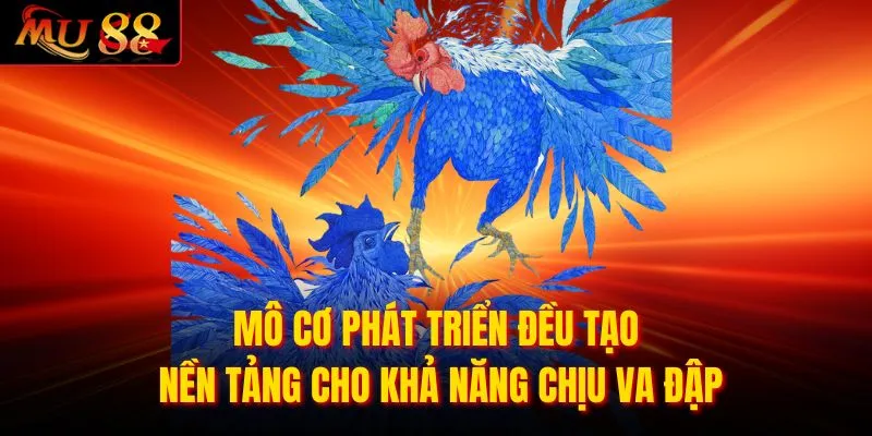 Mô cơ phát triển đều tạo nền tảng cho khả năng chịu va đập