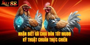 Nhận biết gà chịu đòn tốt