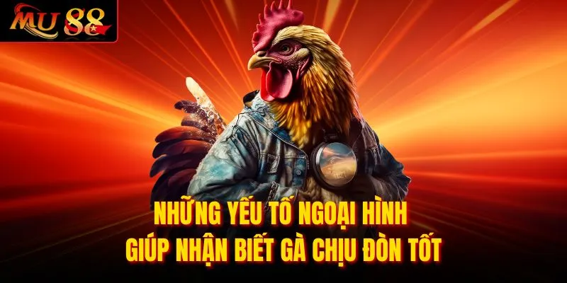 Những yếu tố ngoại hình giúp nhận biết gà chịu đòn tốt