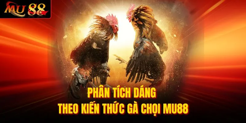 Phân tích dáng theo kiến thức gà chọi MU88