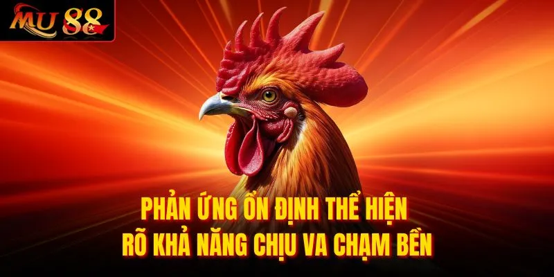 Phản ứng ổn định thể hiện rõ khả năng chịu va chạm bền