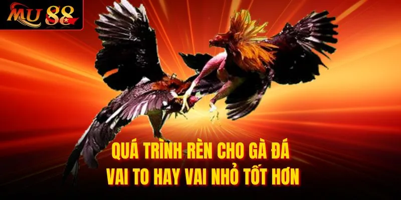 Quá trình rèn cho gà đá vai to hay vai nhỏ tốt hơn