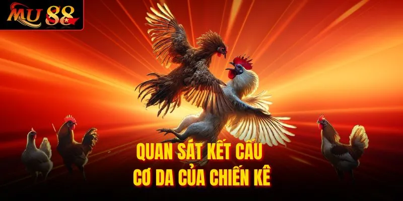 Quan sát kết cấu cơ da của chiến kê