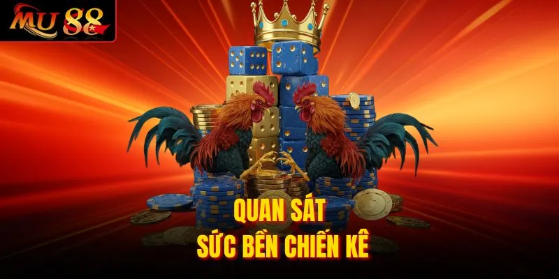 Quan sát sức bền chiến kê