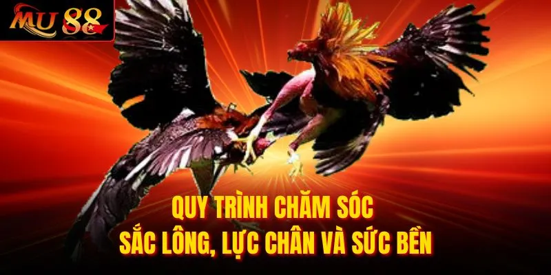 Quy trình chăm sóc sắc lông, lực chân và sức bền