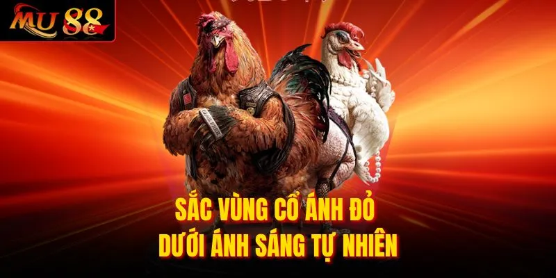 Sắc vùng cổ ánh đỏ dưới ánh sáng tự nhiên