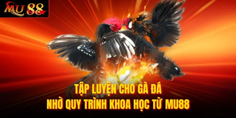 Tập luyện cho gà đáTập luyện cho gà đá